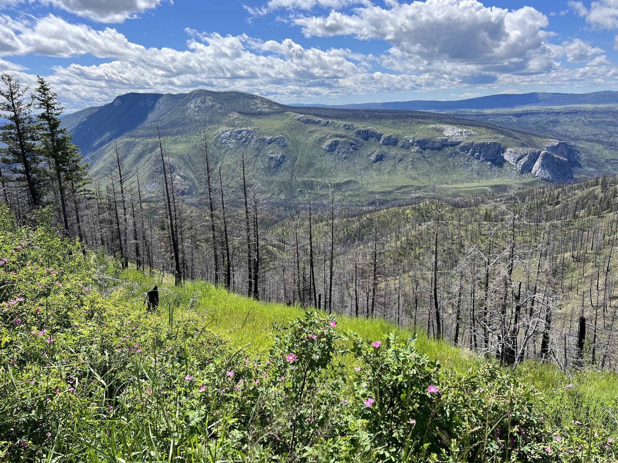 Forestry - Active Earth Engineering - Forestry